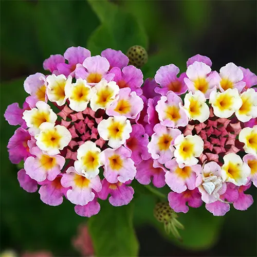 CROP-LC