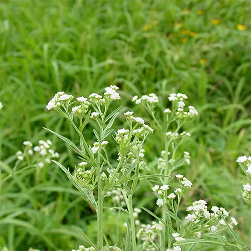 CROP-PH